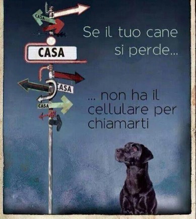 Diamogli Una Zampa Sito Per Promuovre Le Adozioni E Gli Stalli Dei Cani Del Cuneese