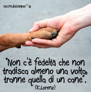 Diamogli Una Zampa Sito Per Promuovre Le Adozioni E Gli Stalli Dei Cani Del Cuneese