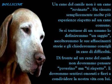 Diamogli Una Zampa Sito Per Promuovre Le Adozioni E Gli Stalli Dei Cani Del Cuneese