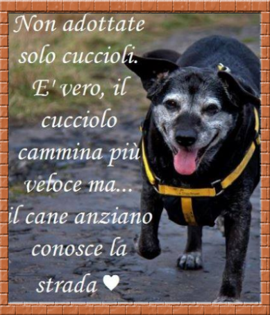 Diamogli Una Zampa Sito Per Promuovre Le Adozioni E Gli Stalli Dei Cani Del Cuneese